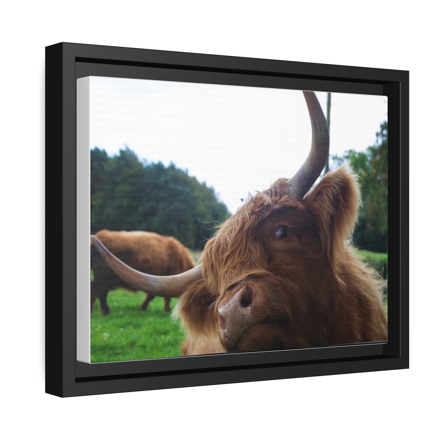 Criti-cows Verdict Canvas Print