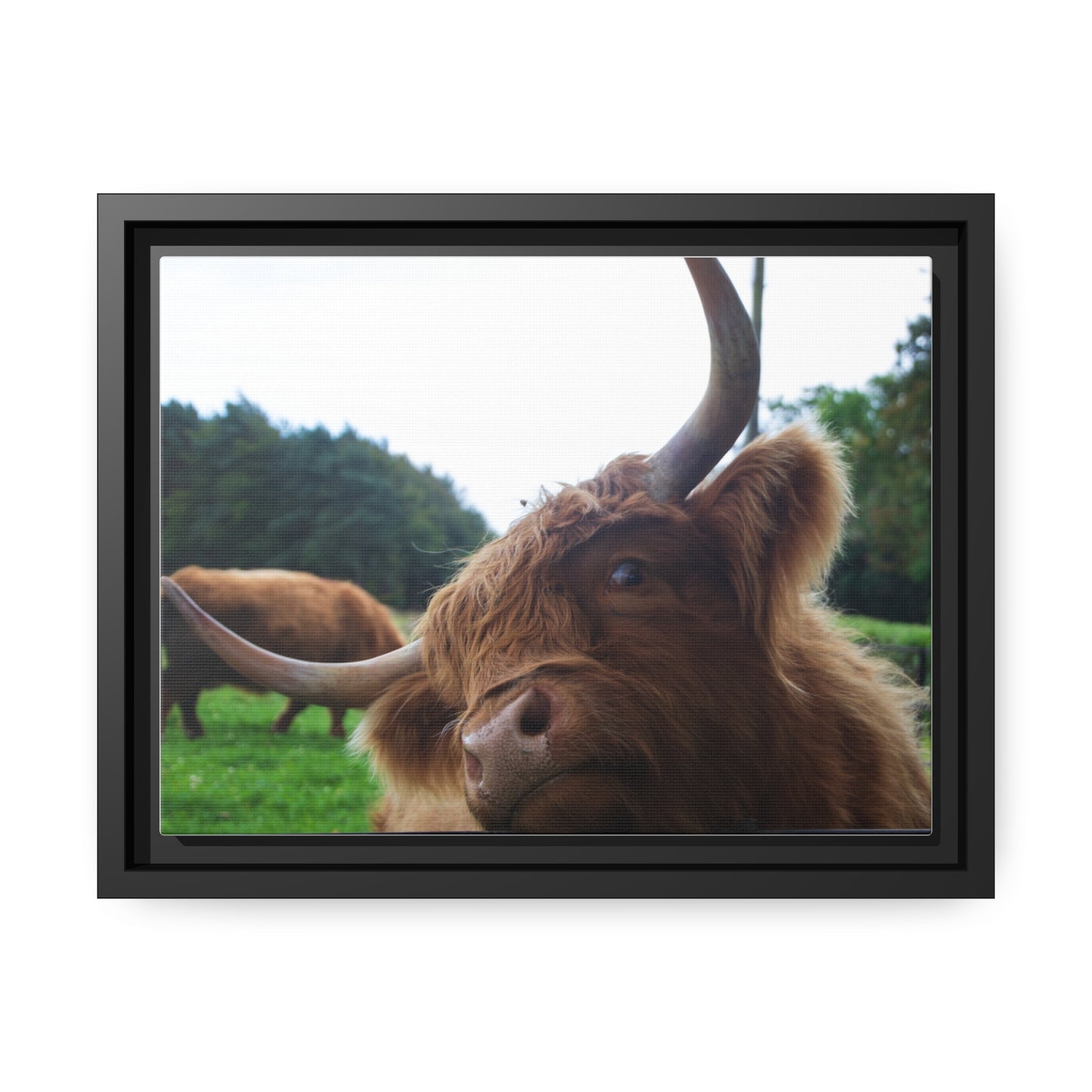 Criti-cows Verdict Canvas Print